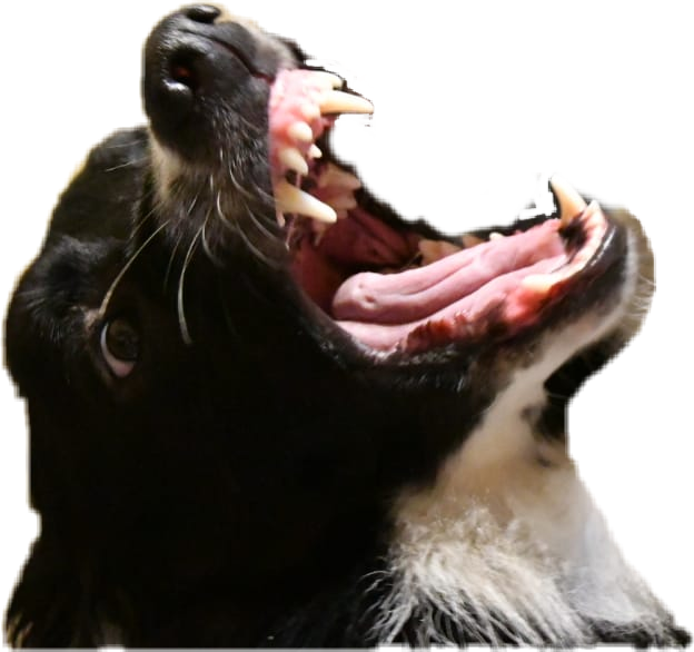 Aggressive Seal Baring Teeth PNG Image