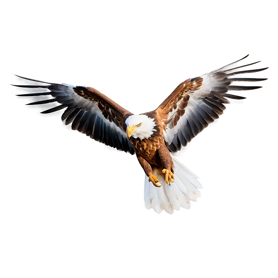 Aguila Drawing Png Kvp PNG Image