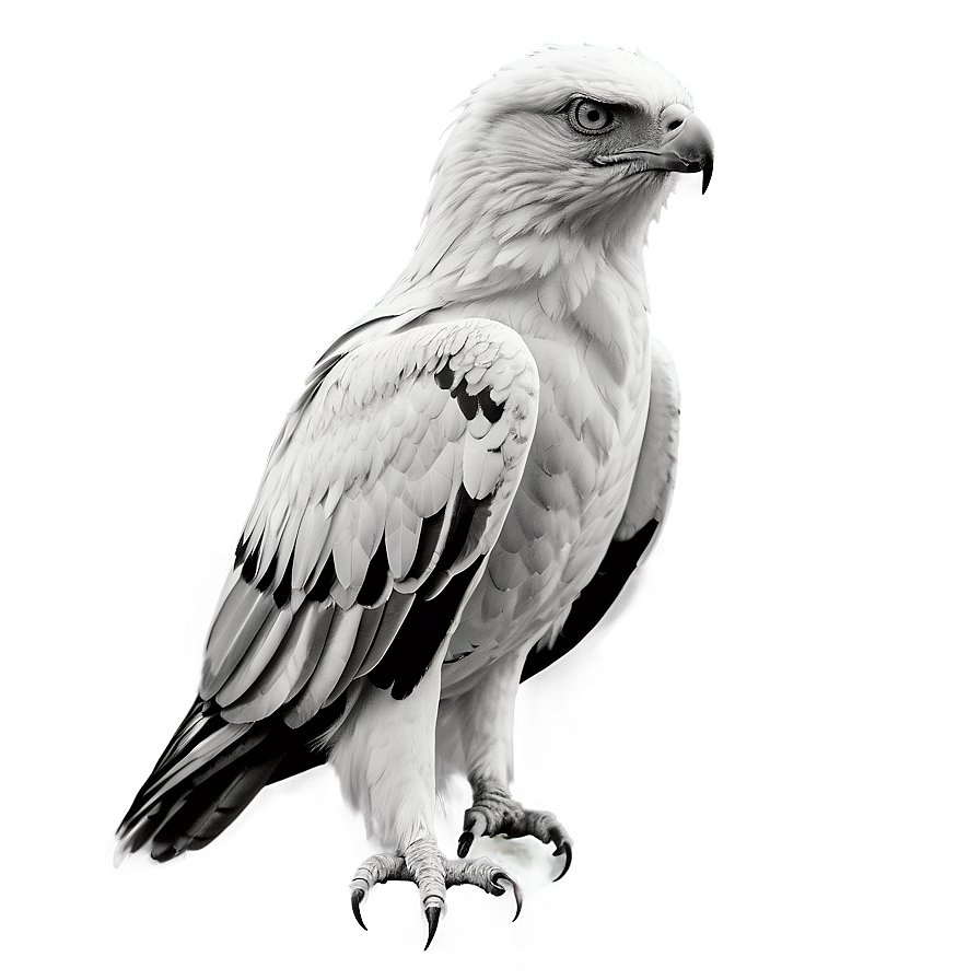 Aguila Monochrome Png 06252024 PNG Image