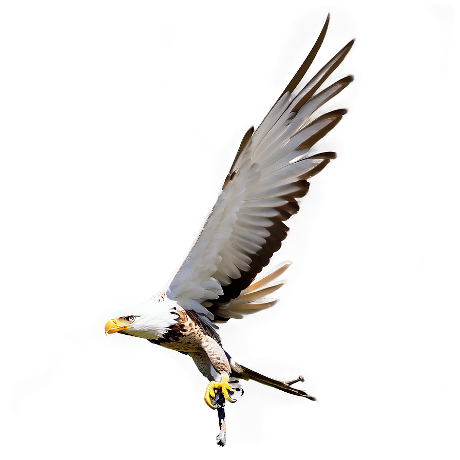 Aguila Wallpaper Png 14 PNG Image