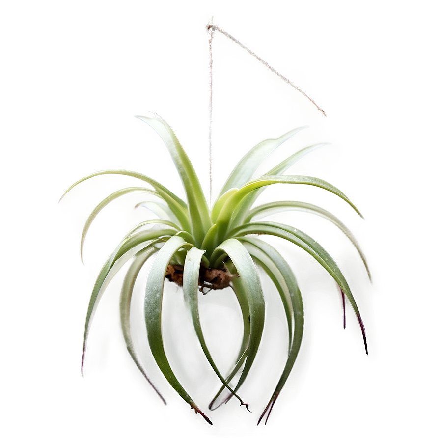 Air Plant Hanging Png Eih PNG Image