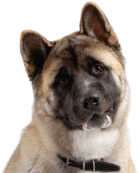 Akita Inu Portrait PNG Image