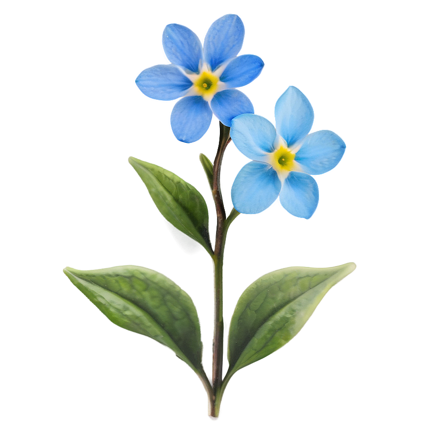 Alaska State Flower - Forget Me Not Png 05242024 PNG Image