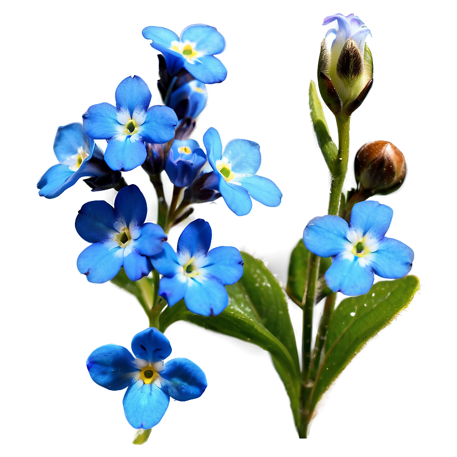 Alaska State Flower - Forget Me Not Png 05242024 PNG Image