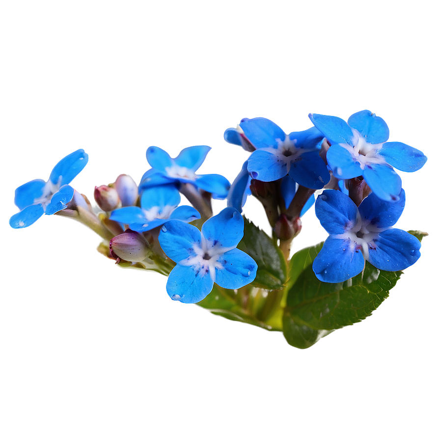 Alaska State Flower - Forget Me Not Png Ddp PNG Image