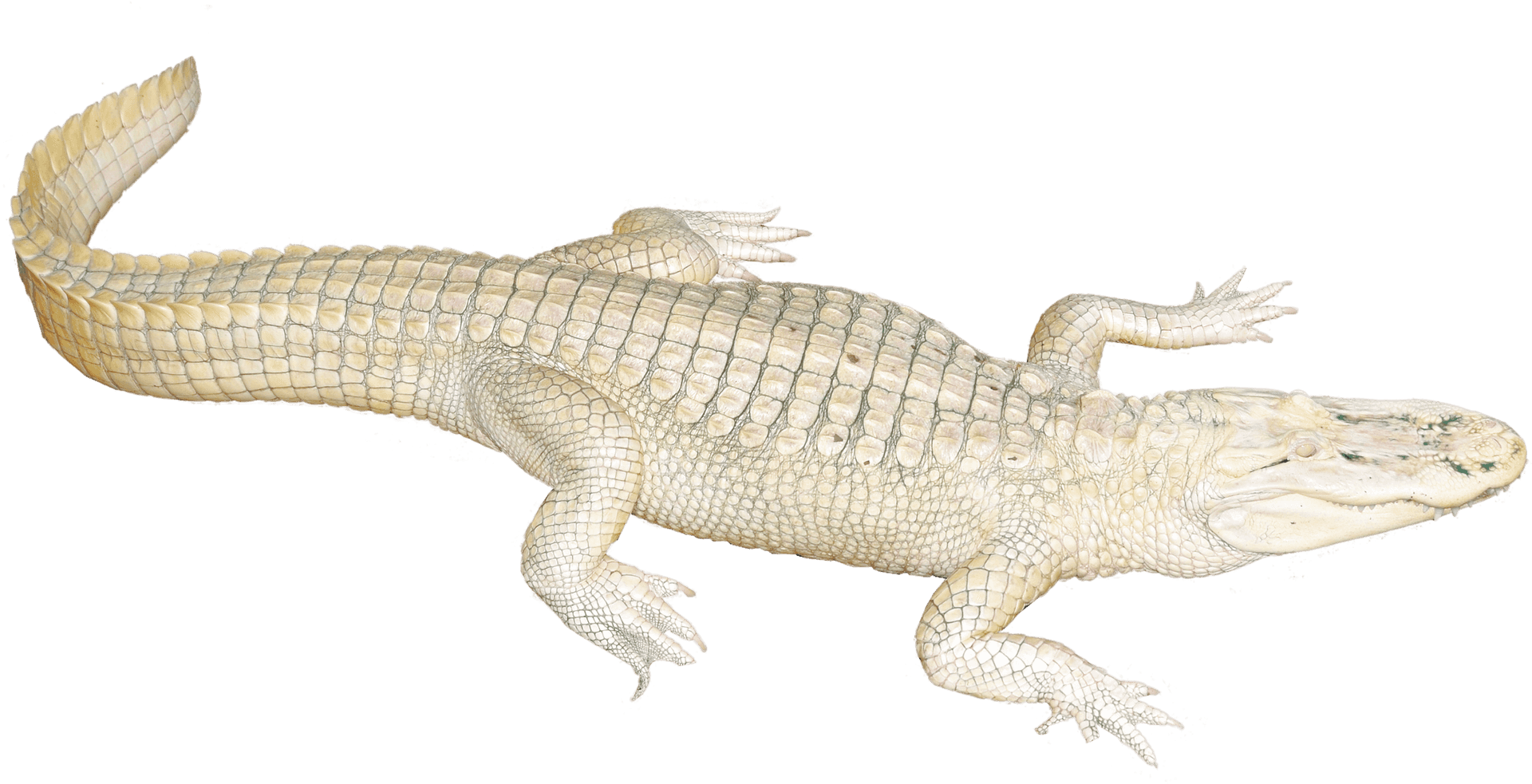 Albino Crocodile Isolated PNG Image