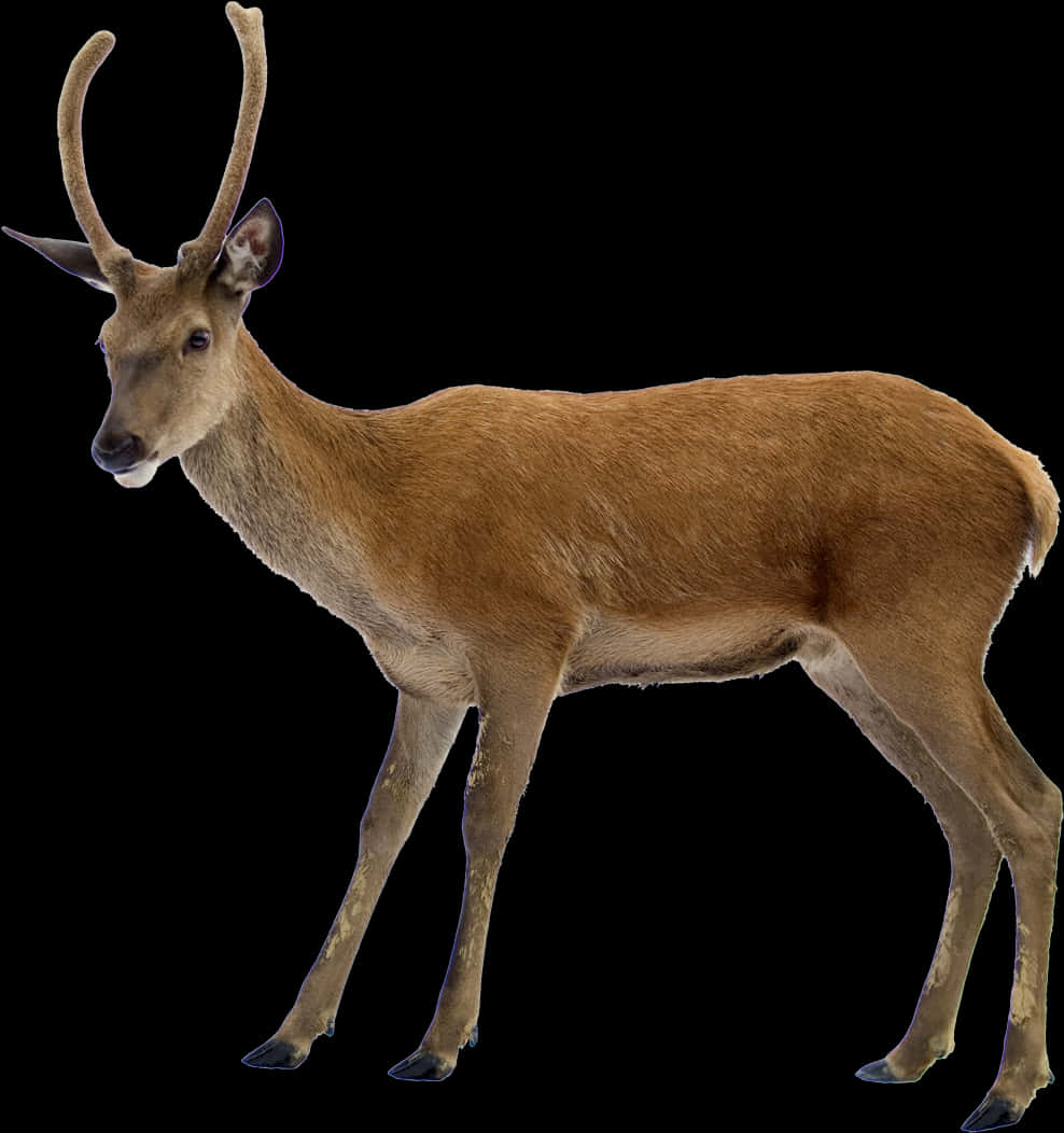 Alert Antlered Deer Black Background PNG Image