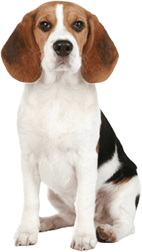 Alert Beagle Pose PNG Image