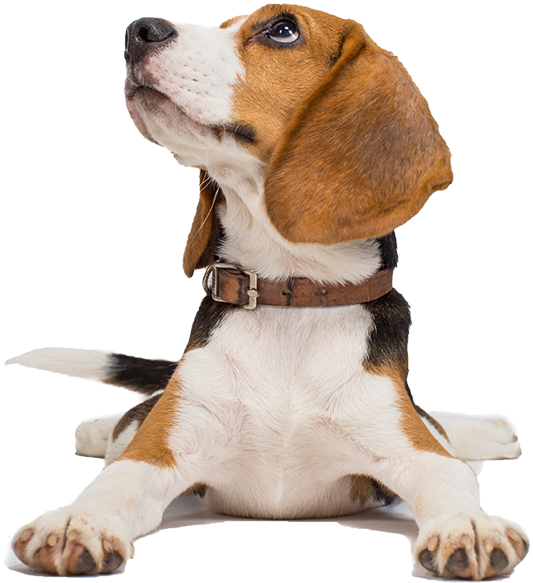 Alert Beagle Puppy Looking Up PNG Image