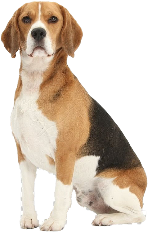 Alert Beagle Sitting Pose PNG Image