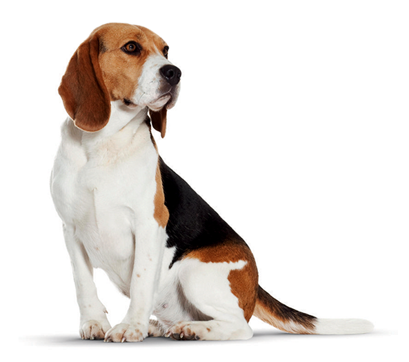 Alert Beagle Sitting Profile PNG Image