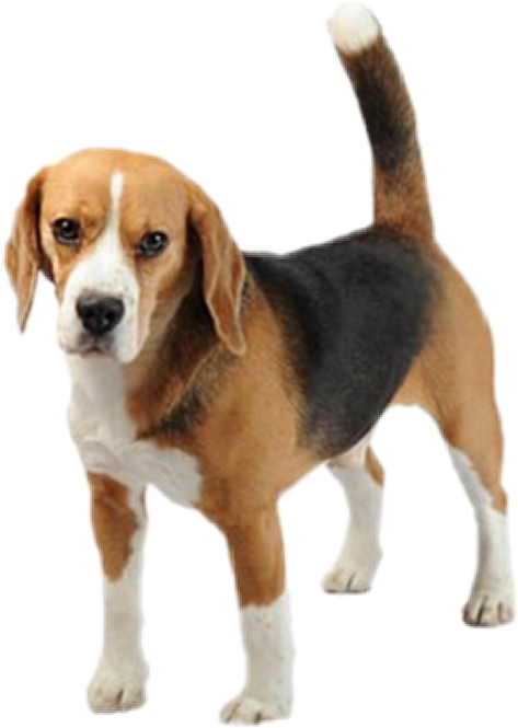 Alert Beagle Standing Transparent Background.png PNG Image