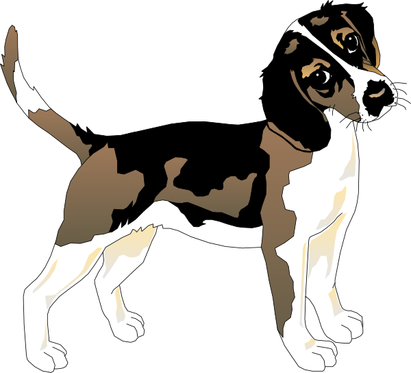 Alert Beagle Standing Vector PNG Image