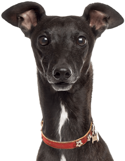 Alert Black Greyhound Portrait PNG Image