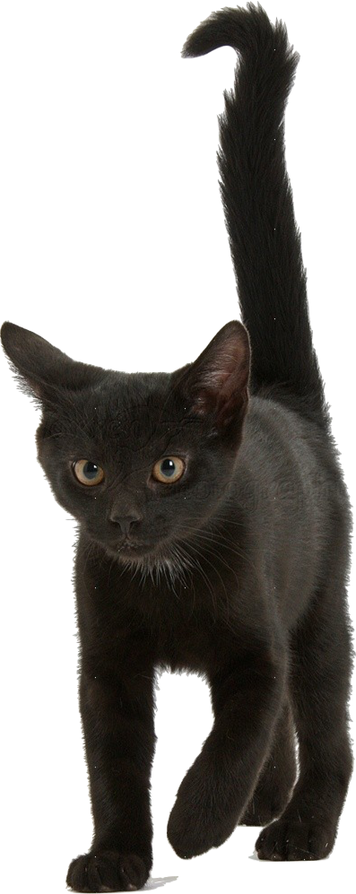 Alert Black Kitten Blue Background.png PNG Image