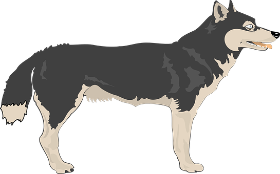 Alert Black Wolf Illustration PNG Image