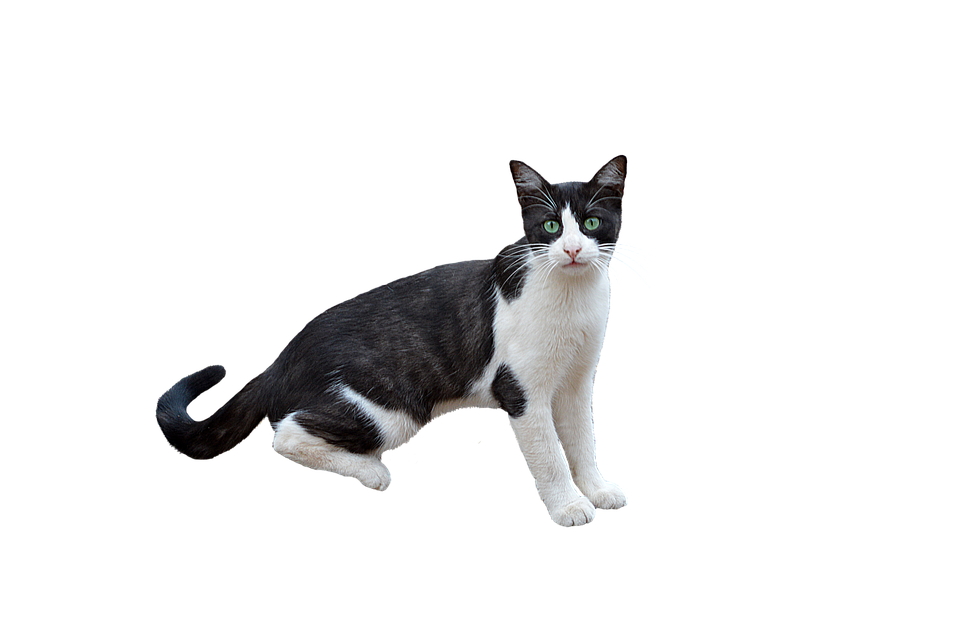 Alert Blackand White Cat.png PNG Image