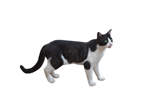 Alert Blackand White Caton Black Background.png PNG Image