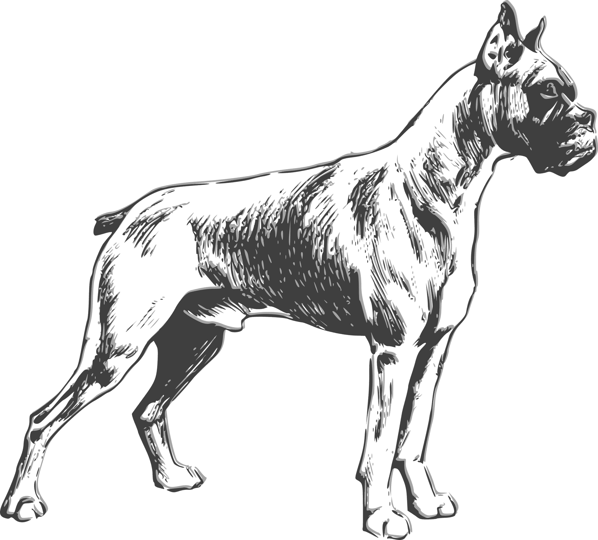 Alert Boxer Dog Illustration PNG Image