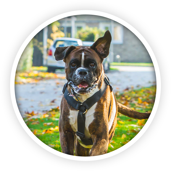 Alert Boxer Dog Outdoors PNG Image