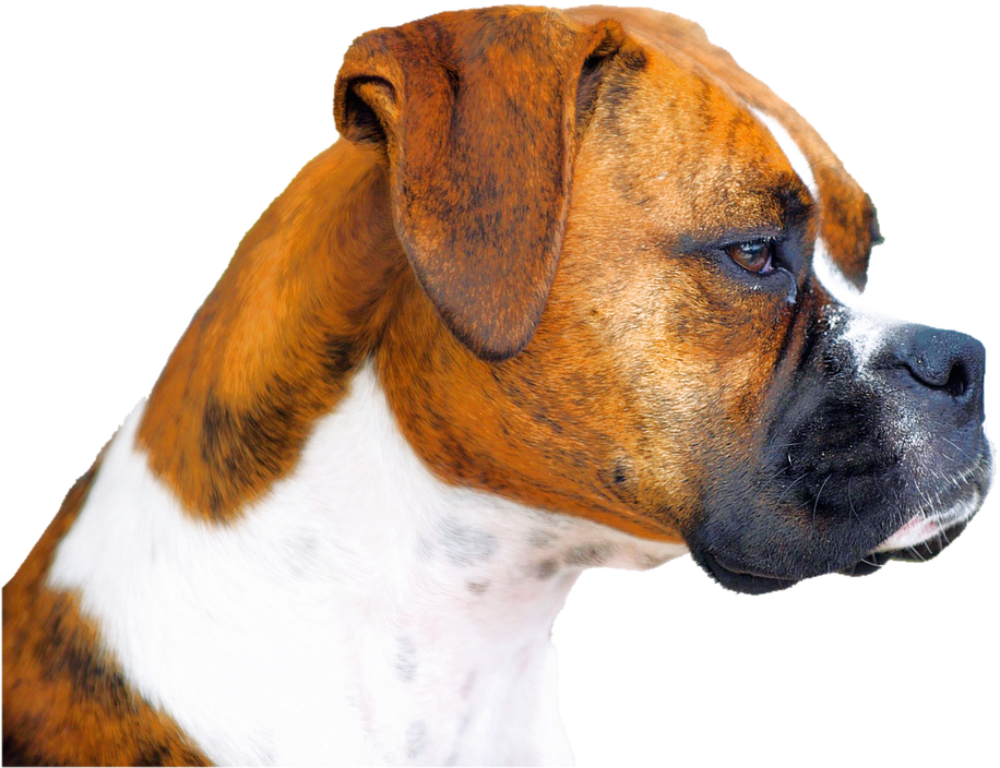 Alert Boxer Dog Profile PNG Image