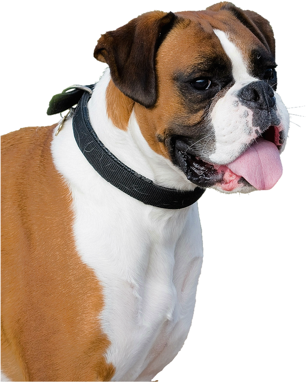 Alert Boxer Dog Profile PNG Image