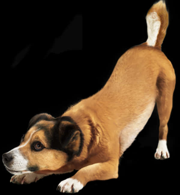 Alert Brown Dog Black Background PNG Image