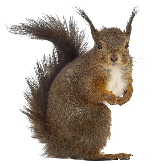 Alert Brown Squirrel PNG Image