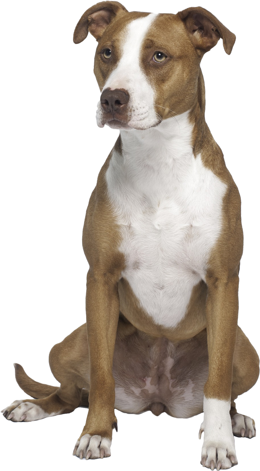 Alert Brownand White Pitbull Dog PNG Image