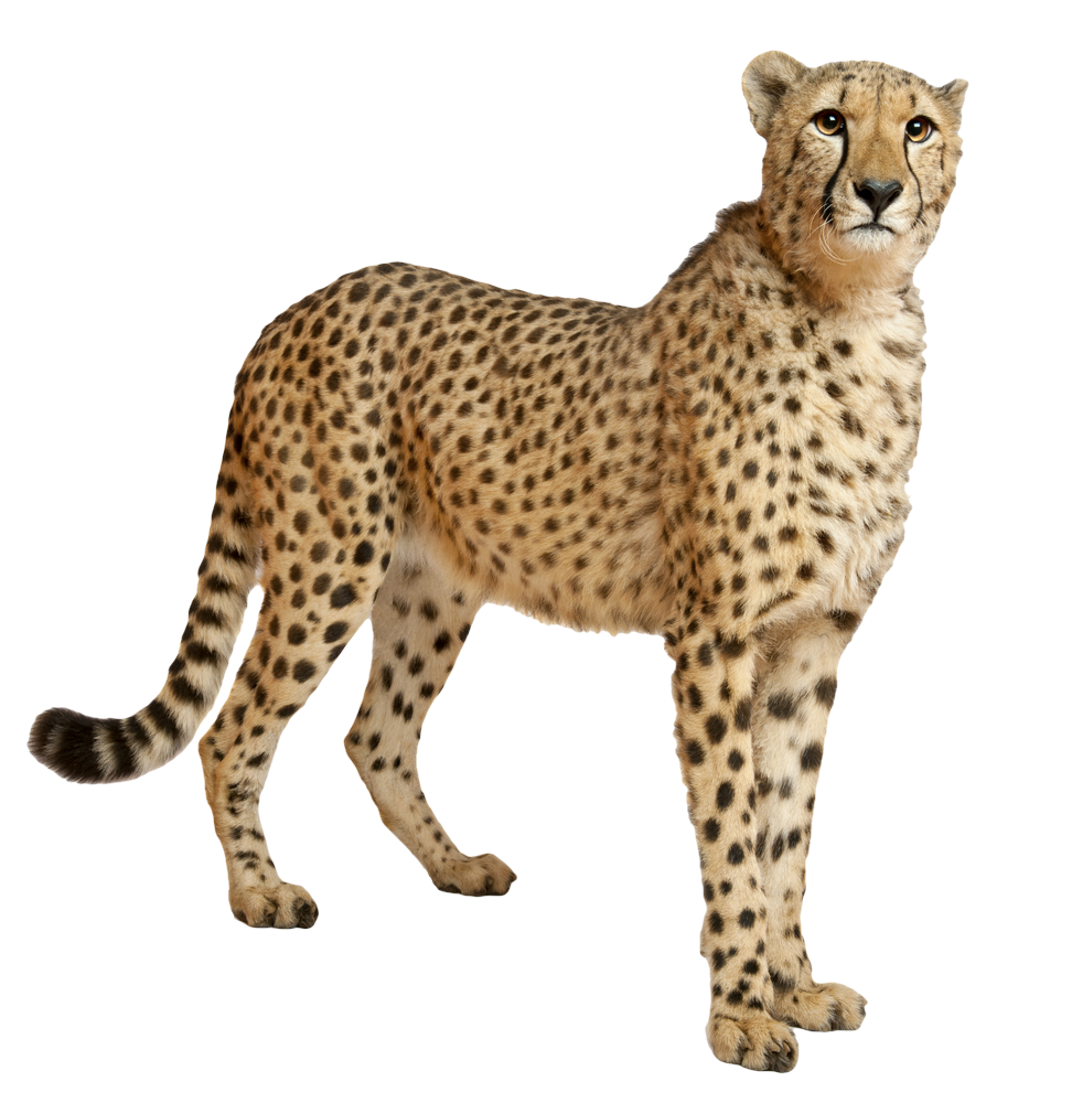 Alert Cheetah Standing PNG Image