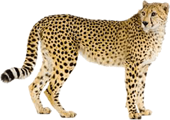 Alert Cheetah Standing Transparent Background PNG Image