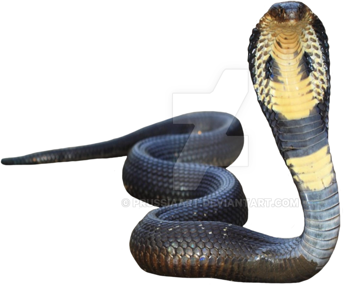 Alert Cobra Display.png PNG Image