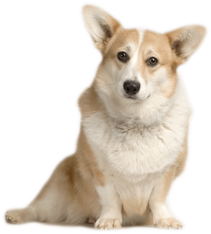 Alert Corgi Sitting Portrait PNG Image