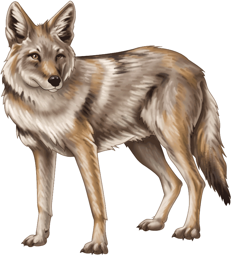 Alert Coyote Standing PNG Image