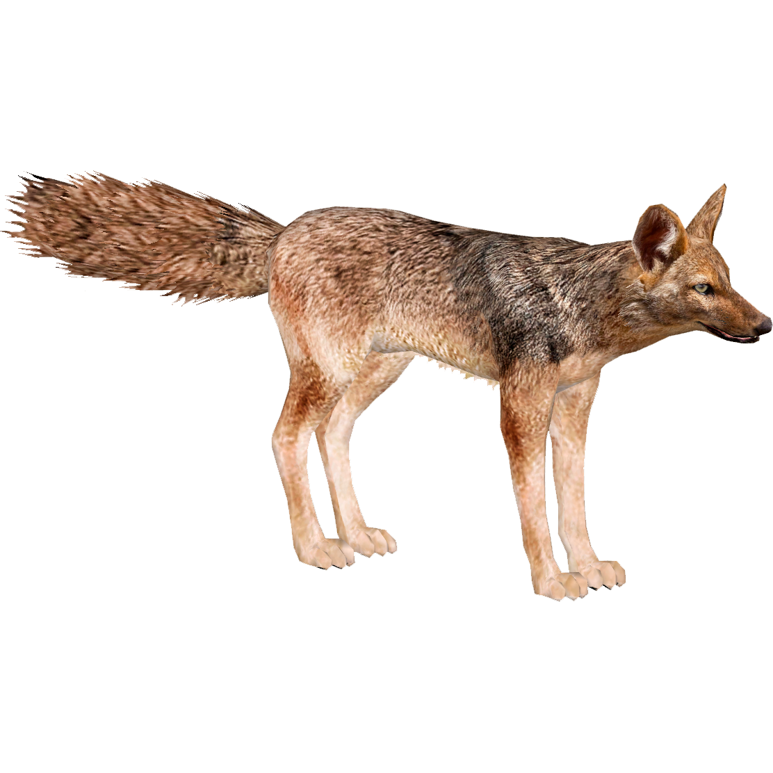 Alert Coyote Standing Profile PNG Image