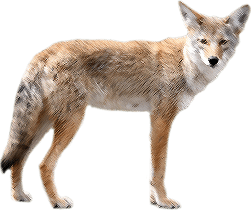 Alert Coyote Standing Transparent Background PNG Image