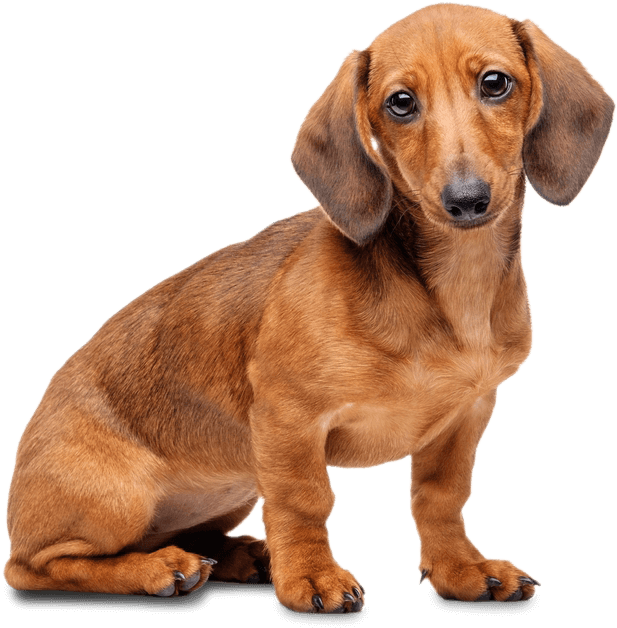 Alert Dachshund Pose PNG Image