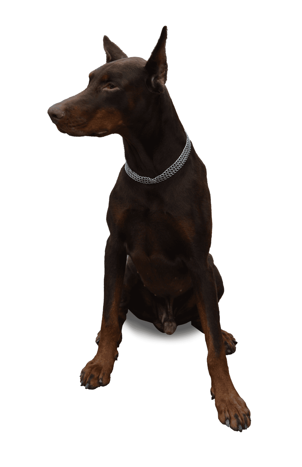 Alert Doberman Pinscher Sitting PNG Image