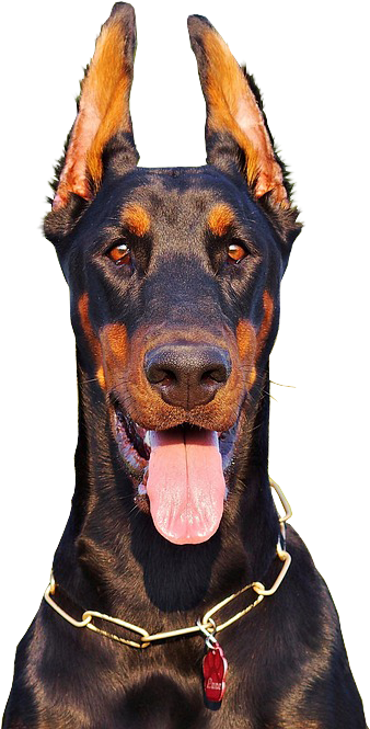 Alert Doberman Portrait PNG Image