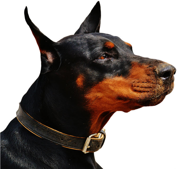 Alert Doberman Portrait PNG Image