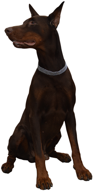 Alert Doberman Pose PNG Image