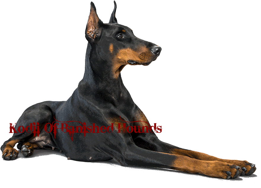 Alert Doberman Pose PNG Image