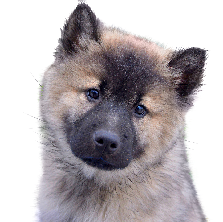 Alert Eurasian Dog Portrait PNG Image