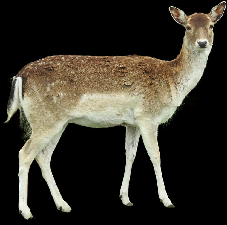 Alert Fallow Deer On Black Background PNG Image