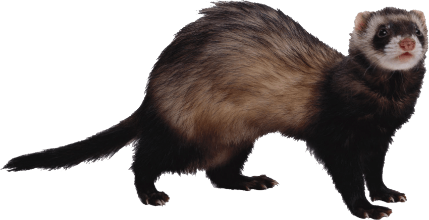 Alert Ferreton Blue Background PNG Image