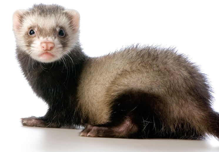 Alert Ferreton White Background PNG Image