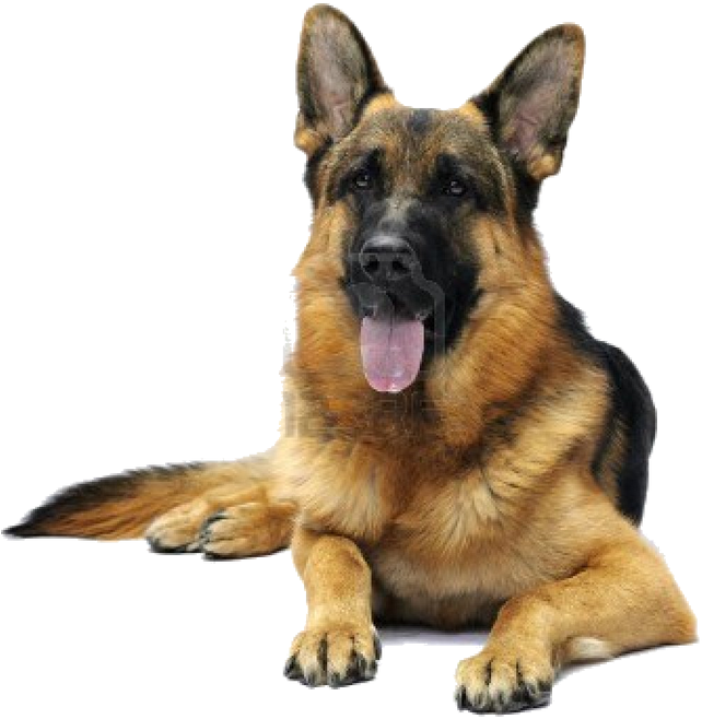 Alert German Shepherd Dog PNG Image