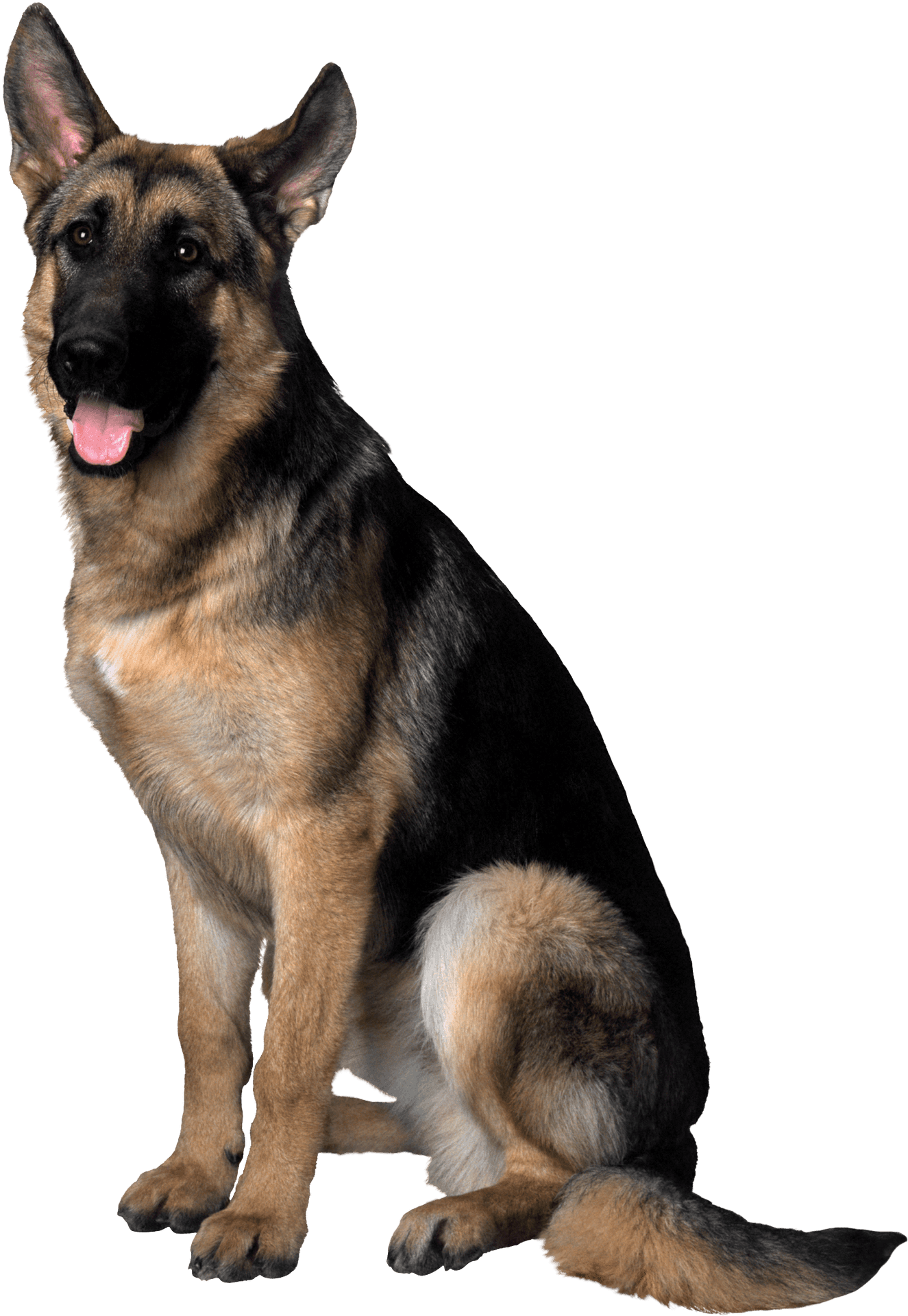 Alert German Shepherd Dog Sitting PNG Image