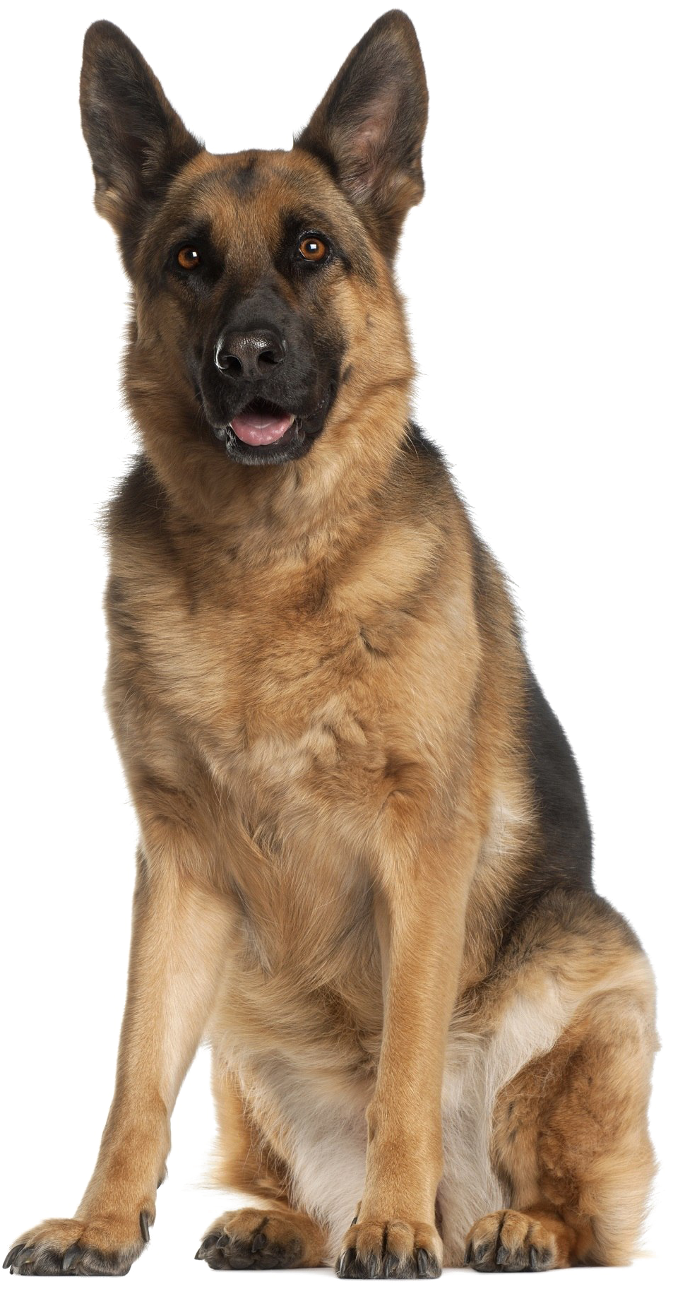 Alert German Shepherd Dog Sitting PNG Image