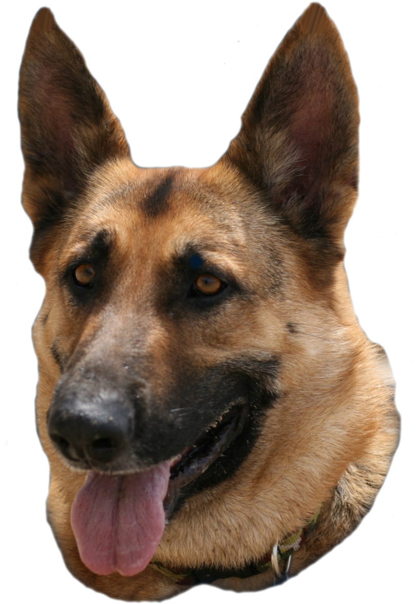 Alert German Shepherd Portrait PNG Image